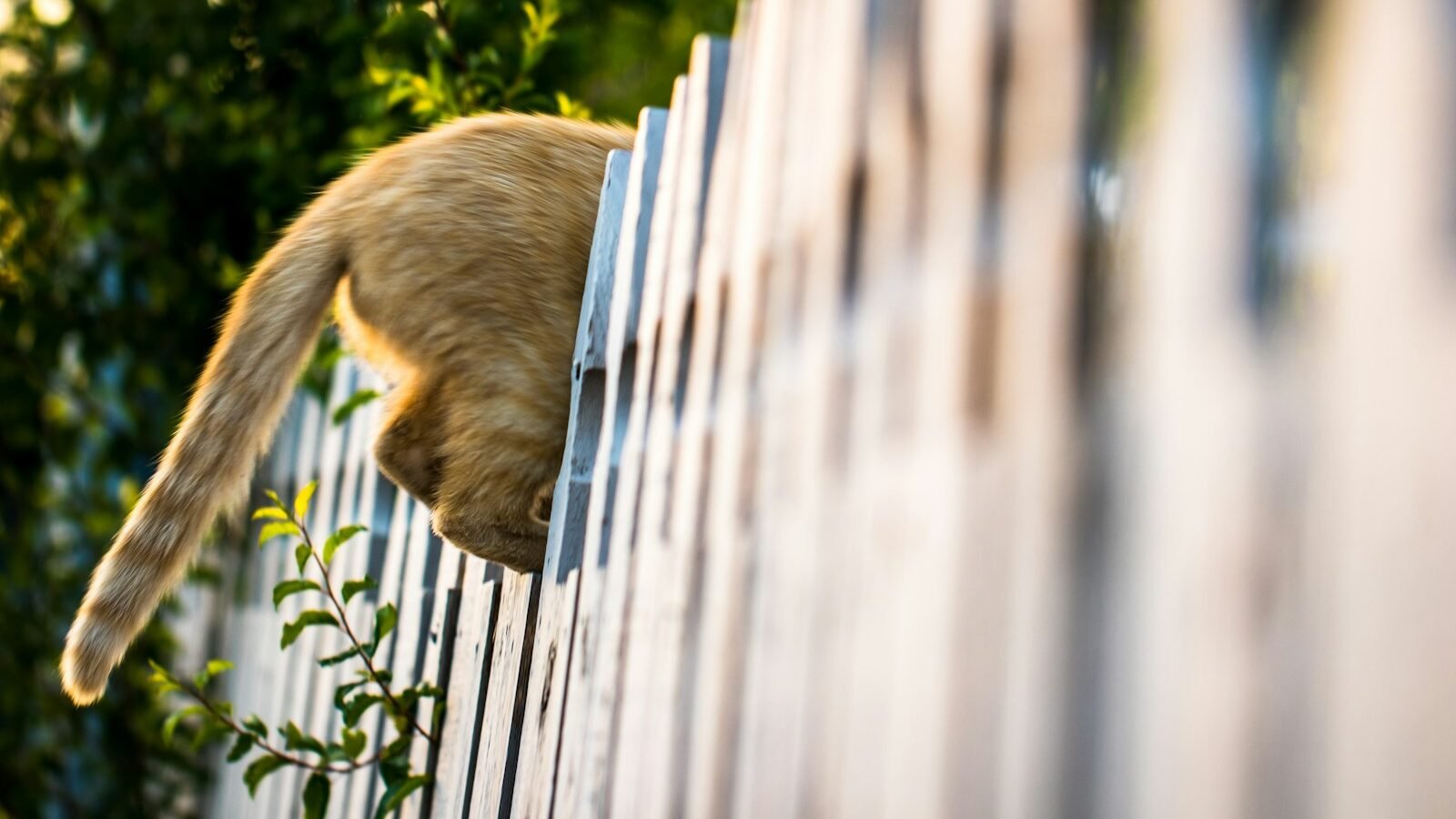 Orange cat squeezing through a wooden fence, with its back legs and tail sticking out, surrounded by greenery and soft sunlight.
