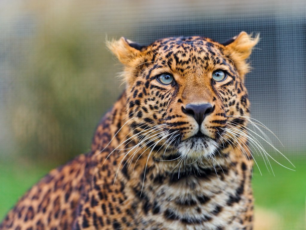 Leopard looking upwards Conservation movements: Leopard looking upwards