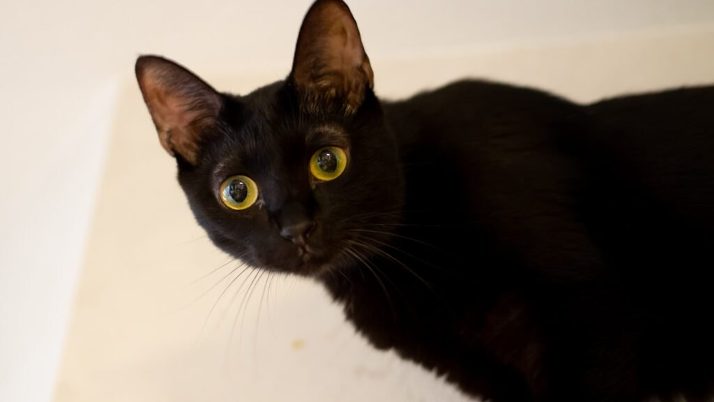black cat on white floor