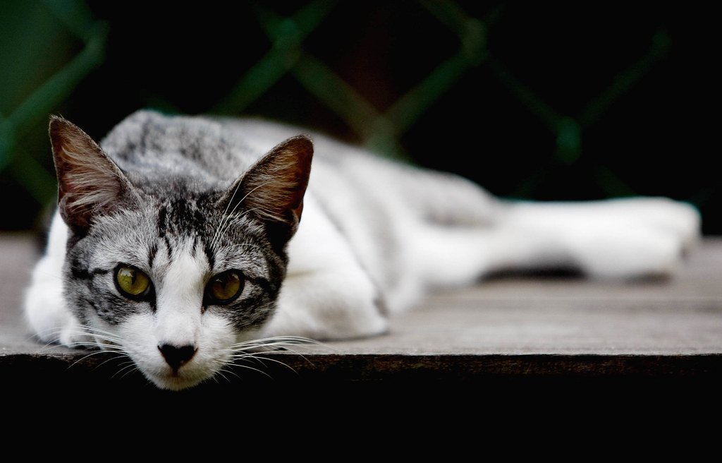 Domestic Cat Domestic cat: