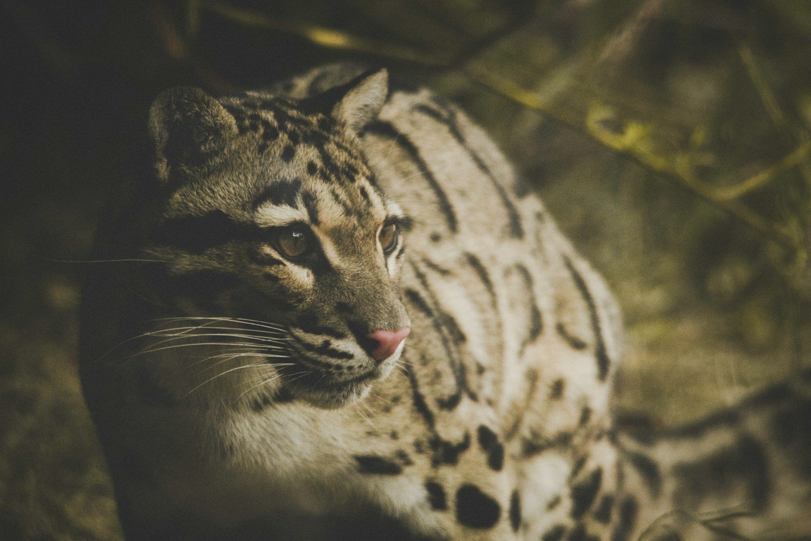 Photo by Frida Lannerström clouded leopard: jaguar on leafy surrounding