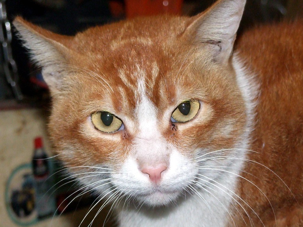 FELIDAE 貓科 - Domestic Cat (Felis catus) 家貓 - 青衣長青邨街市第一貓 Domestic cat