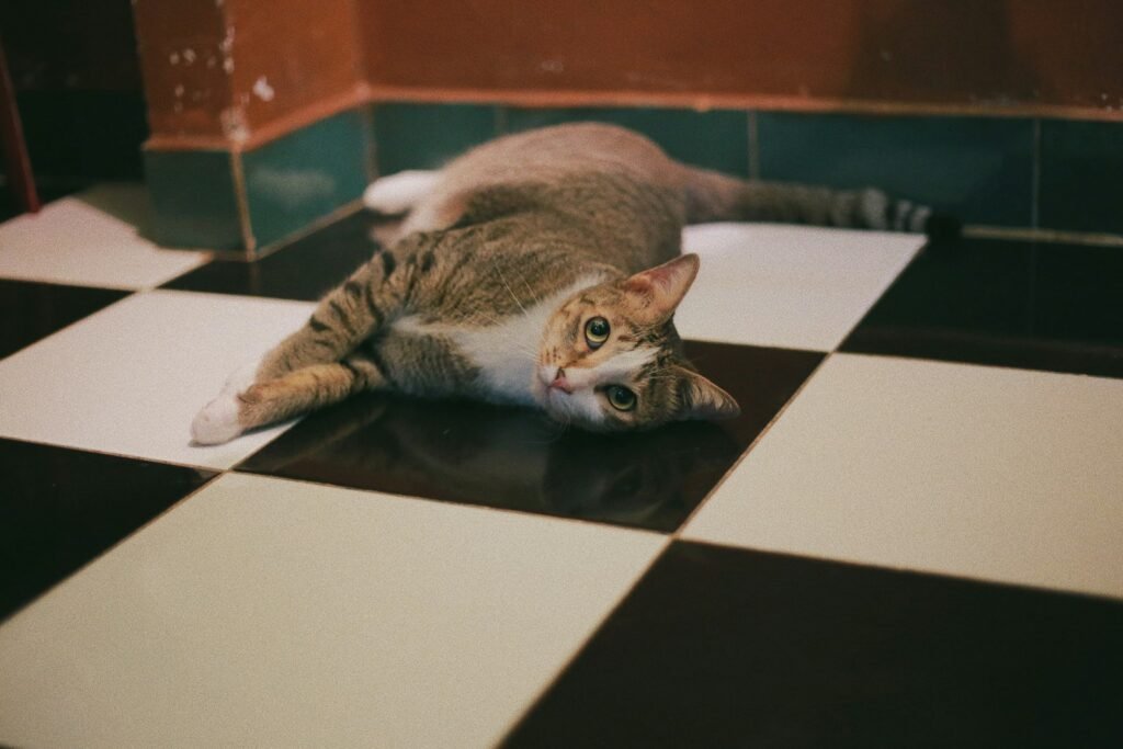 cat diet: gray tabby cat lying on floor