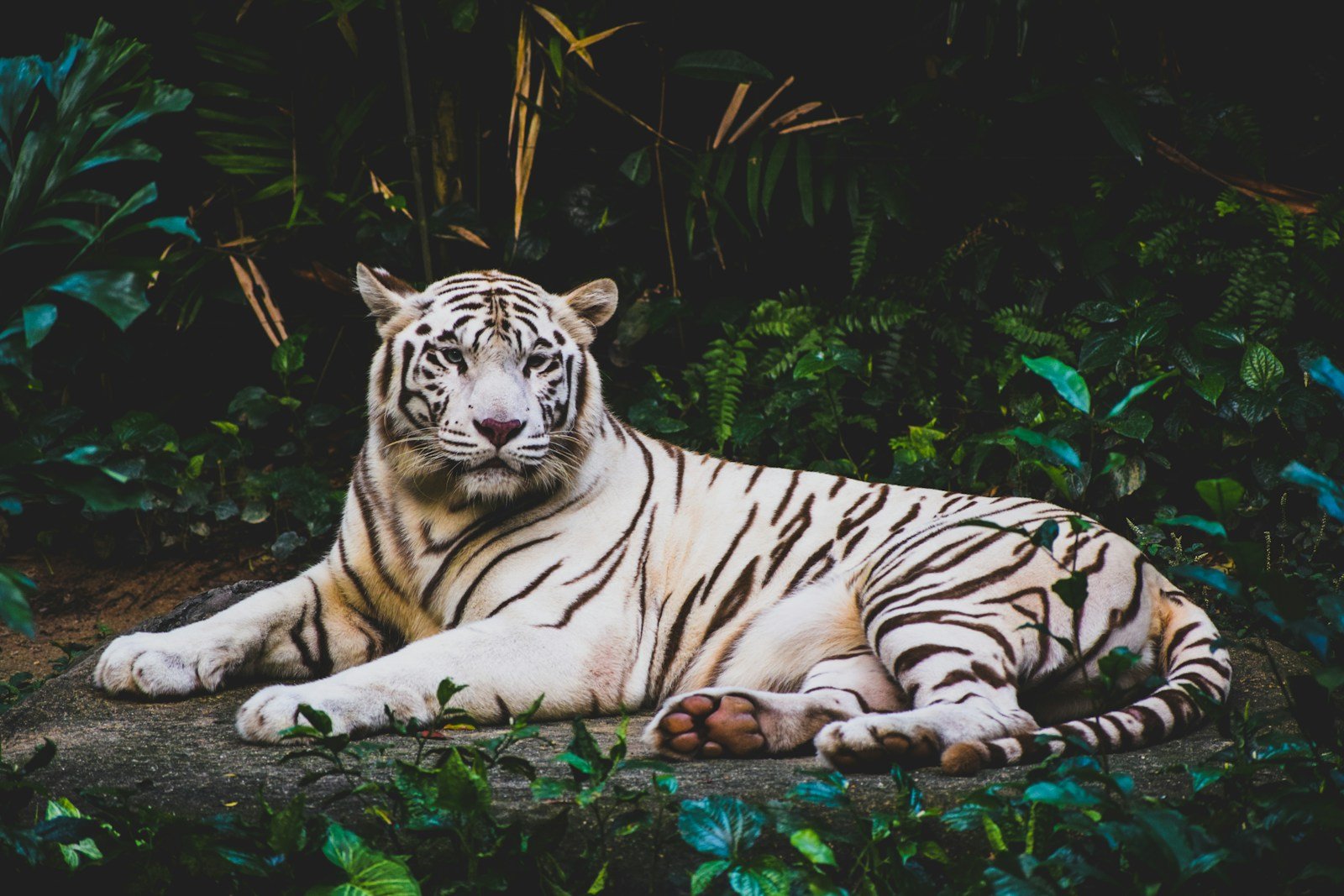 Albino tiger cats tails with distinct stripes and a unique pattern.