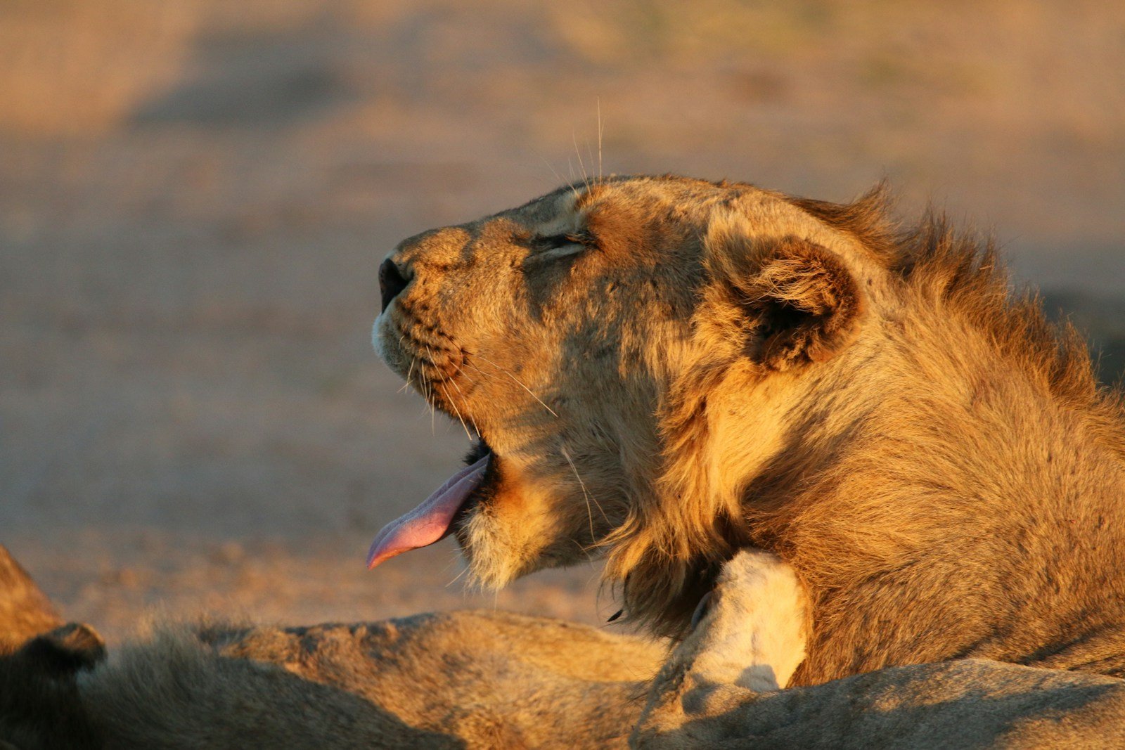 Photo by Tony Kirkbride Lions Roar: selective focus photography of brown lion