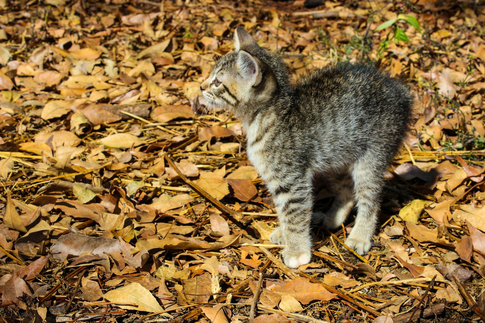 Photo by Elibet Valencia Muñoz brown tabby cats help humans