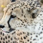 Big cat rescues: selective focus photography of cheetah