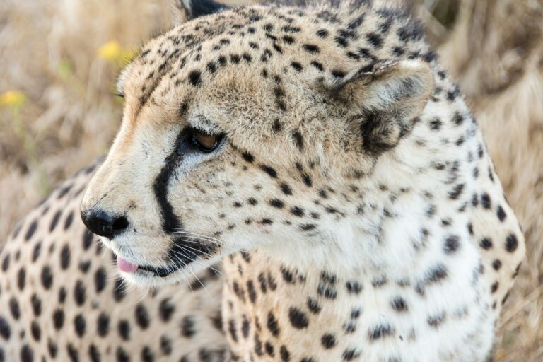 Big cat rescues: selective focus photography of cheetah