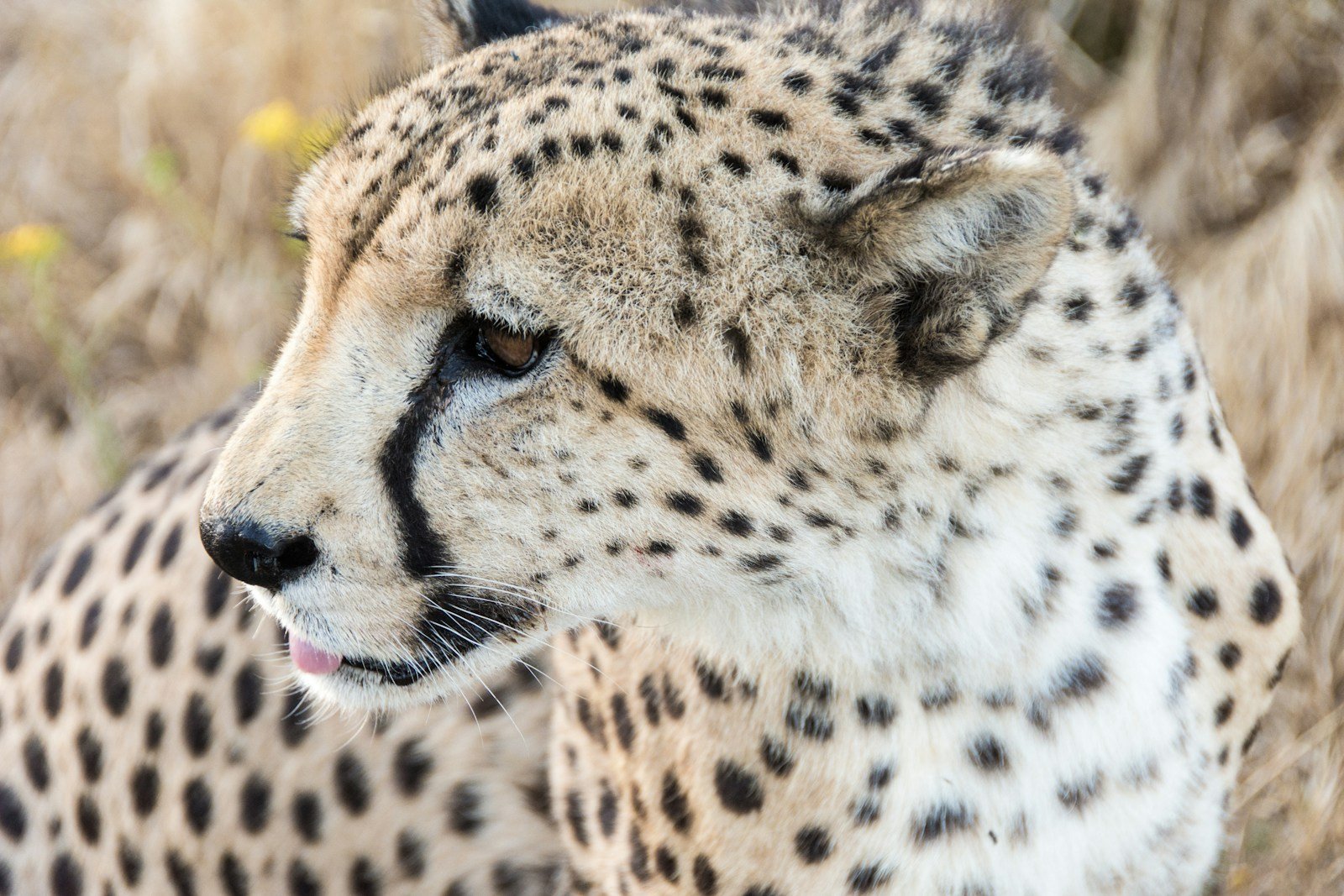 Big cat rescues: selective focus photography of cheetah