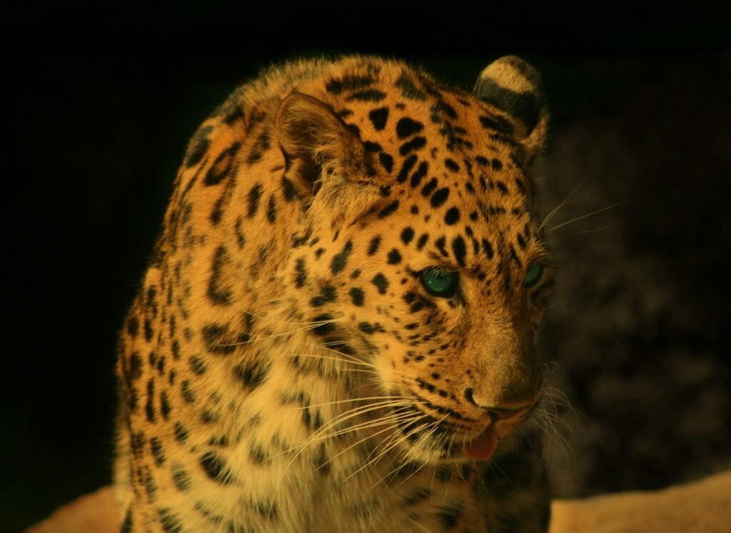 Rewilding in Europe