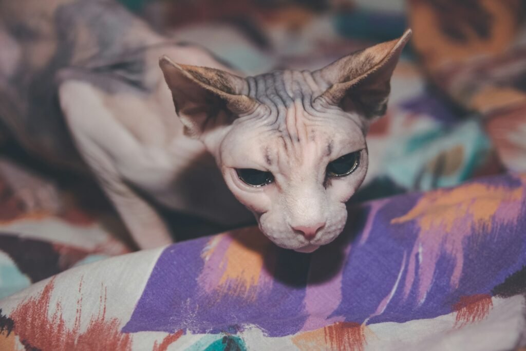 hairless cat: white and black cat on red blue and yellow textile