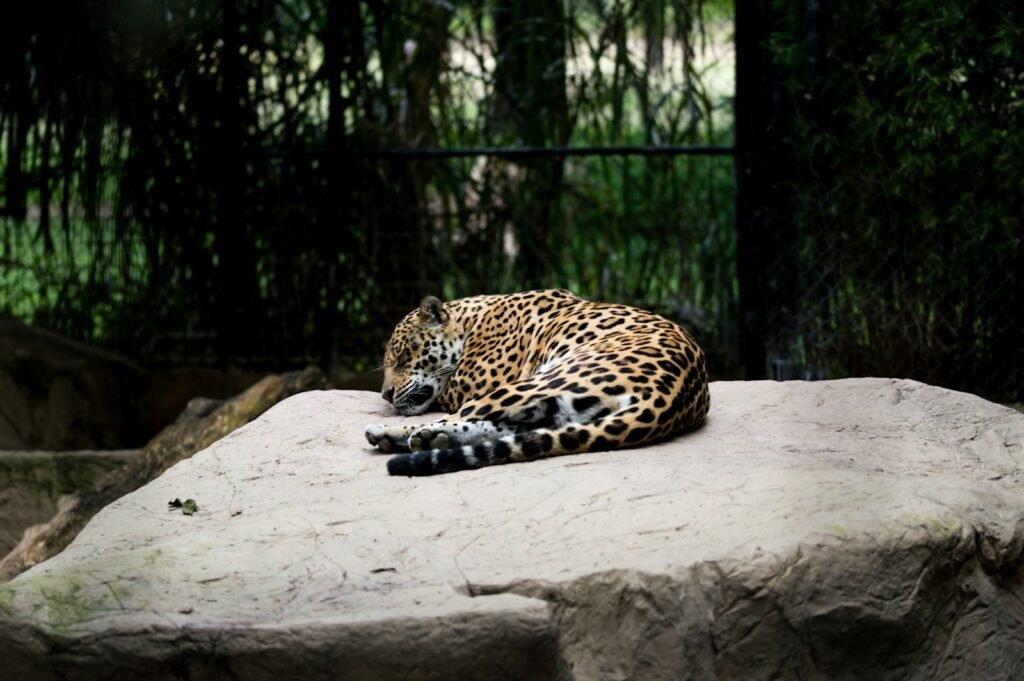 Wildlife conservation: leopard reclining on brown surface