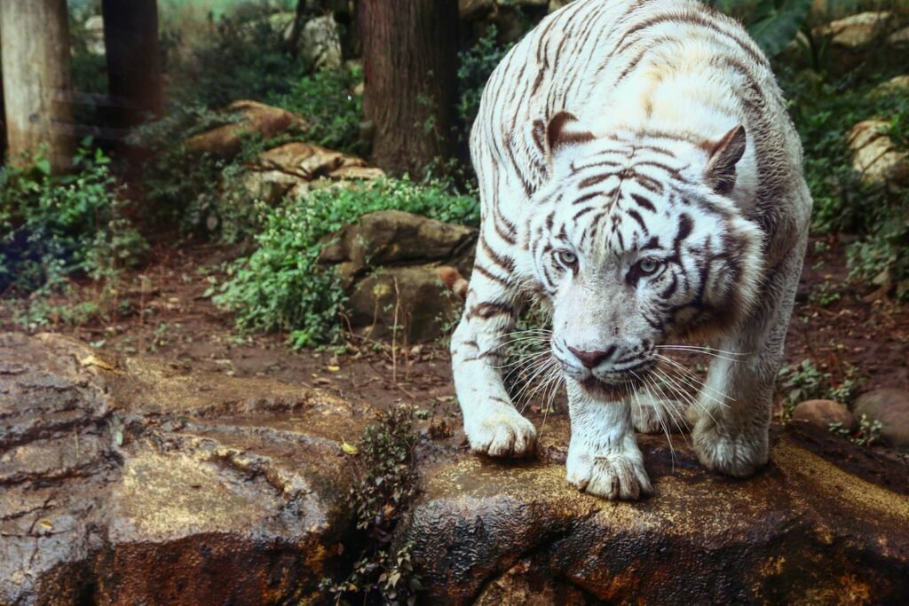 elusive big cat: white tiger on brown rock formation