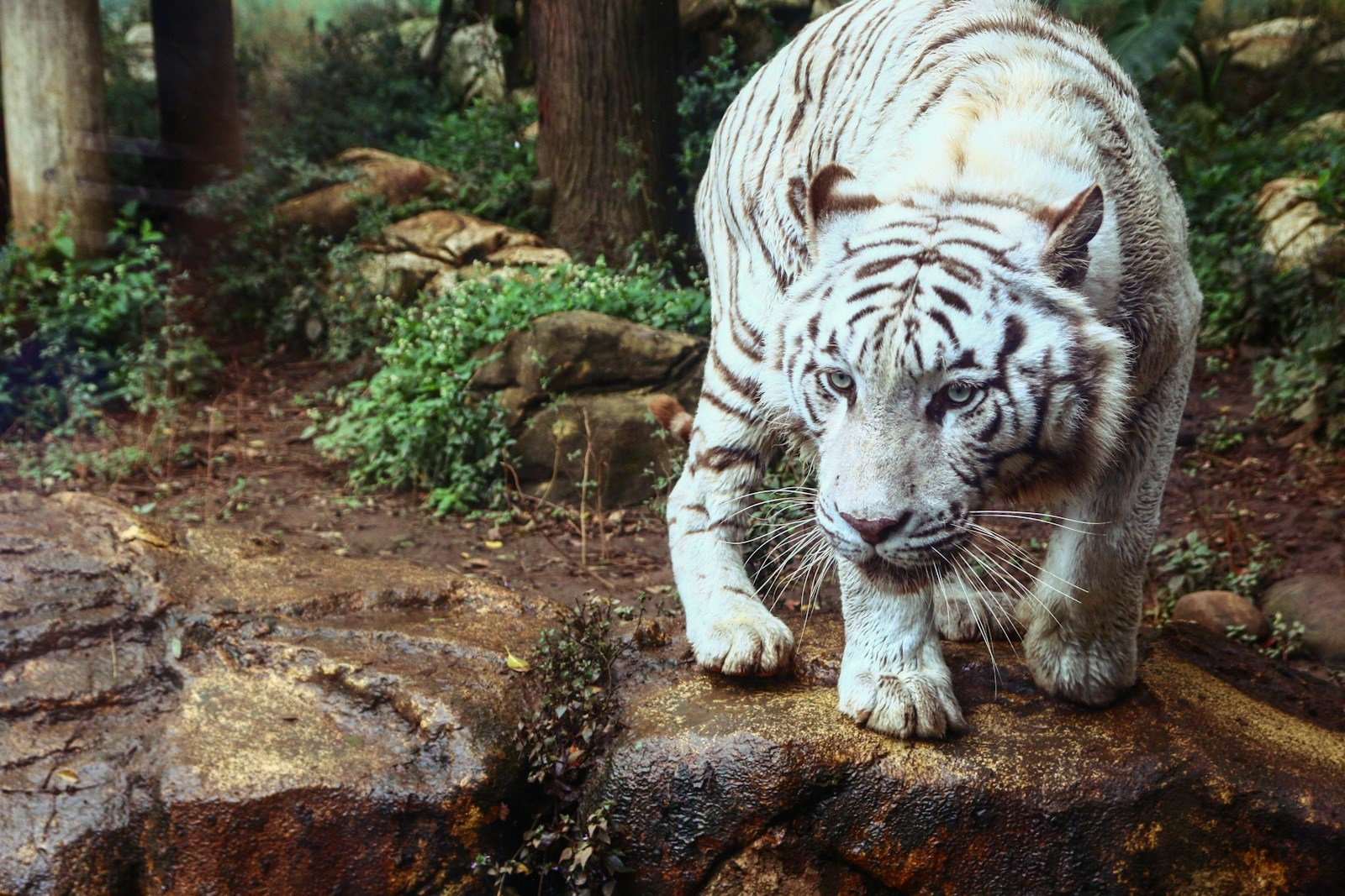 Photo by PoChun Yang Big cat rescues: white tiger on brown rock formation