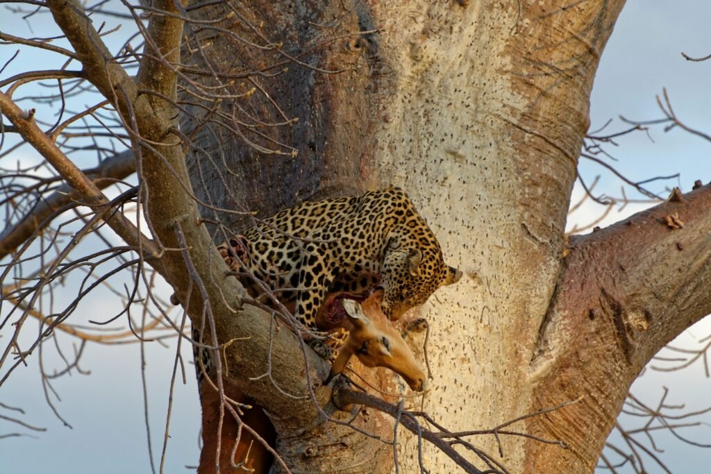 Historic habitats: leopard eating deer on tree