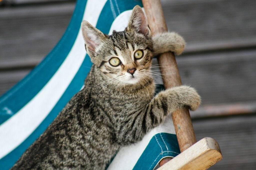fur pattern: cat lying down on chair
