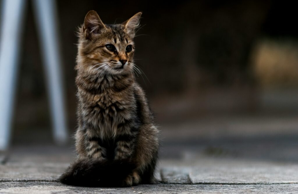 feral cat: gray tabby cat on gray surface