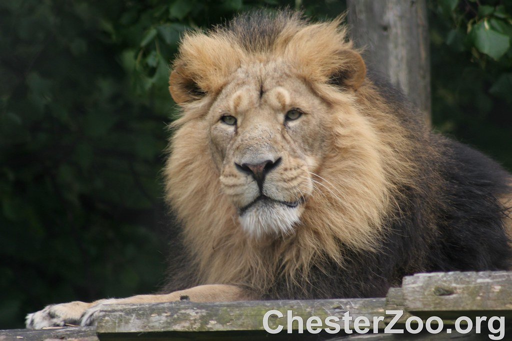 Photography of a Lion Rewilding: Photography of a Lion