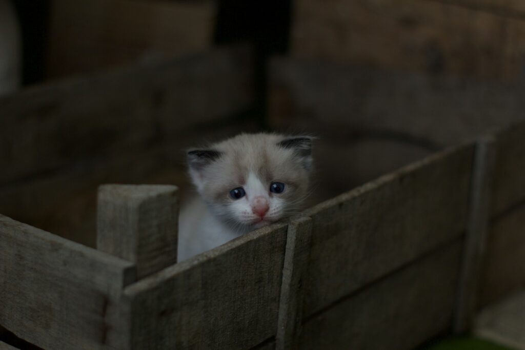 habitats: white and gray tabby kitten on brown wooden crate