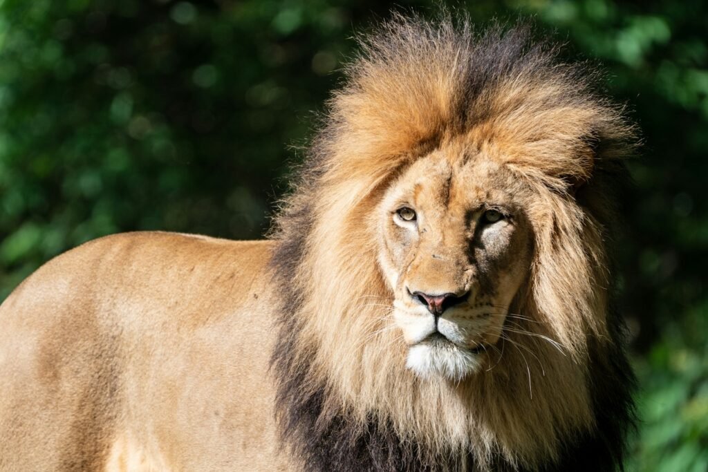 cat hybrids: selective focus photo of lion