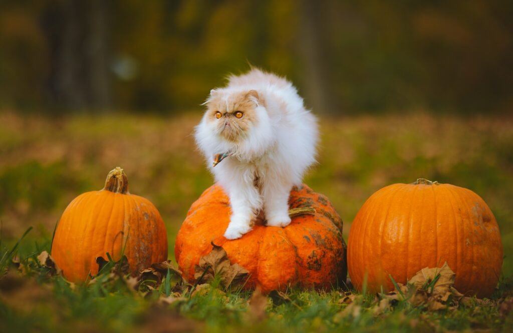 a white cat