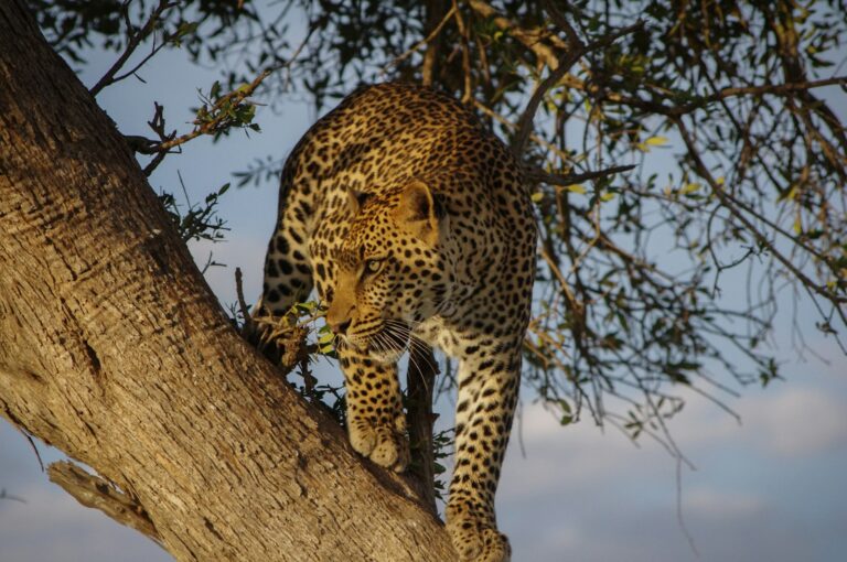 A leopard descending from a tree with focused intent, demonstrating its hunting instincts and agility in the wild.
