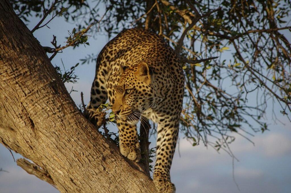 Technology in Big Cat