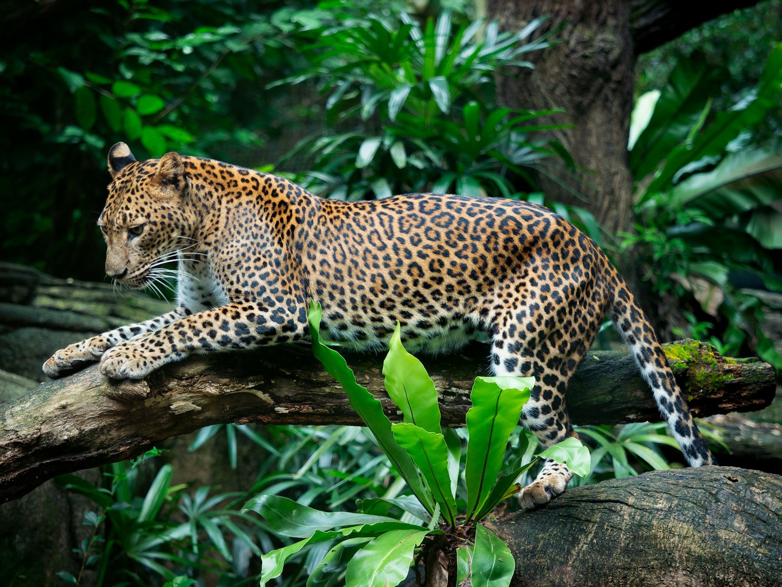 Cats fascination: a leopard laying on a tree branch in a jungle