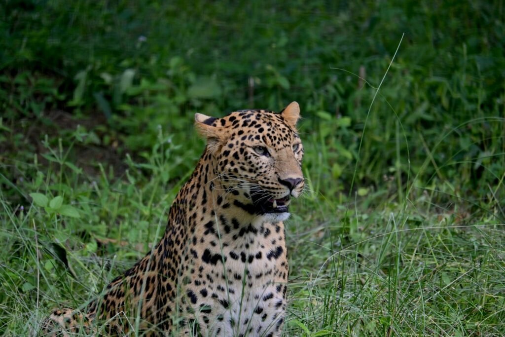 Urban expansion: A leopard sitting in a field of tall grass