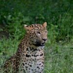 Urban expansion: A leopard sitting in a field of tall grass