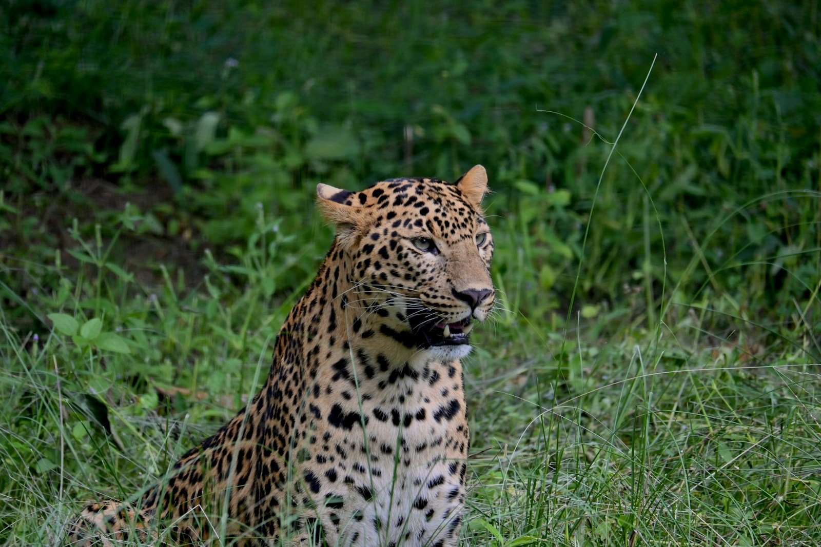 Urban expansion: A leopard sitting in a field of tall grass