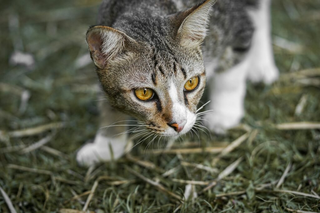 cat walking in green grass