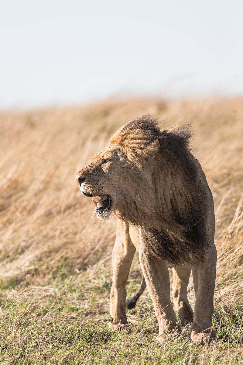 Photo by jean wimmerlin Lions Roar: shallow focus photography of lion at the wildlife