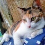 A domesticated cat in Pili, Camarines Sur