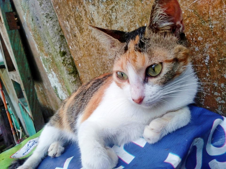 A domesticated cat in Pili, Camarines Sur