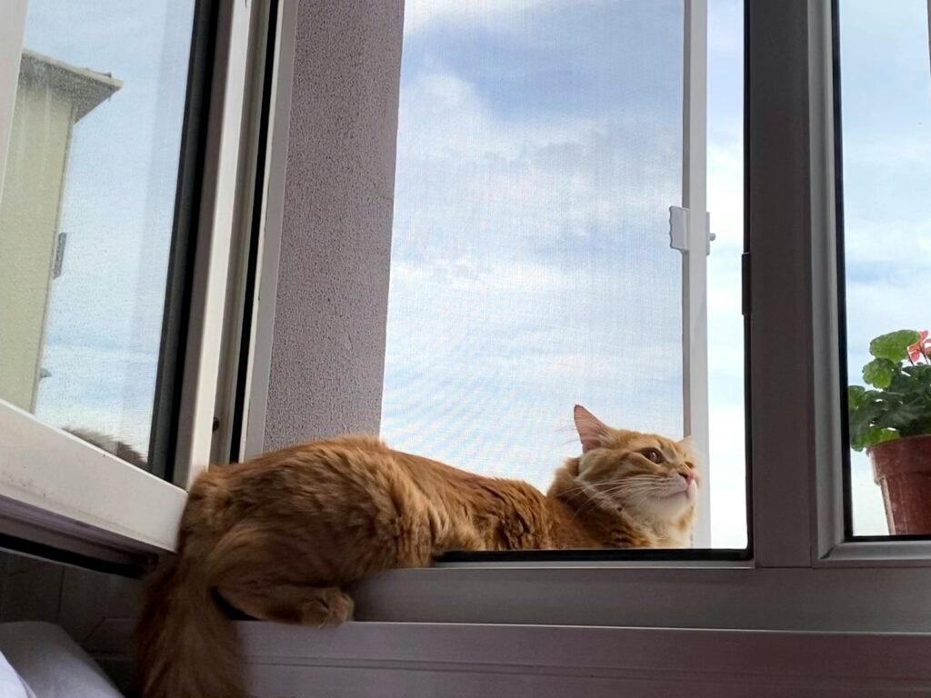 orange tabby cat lying on window