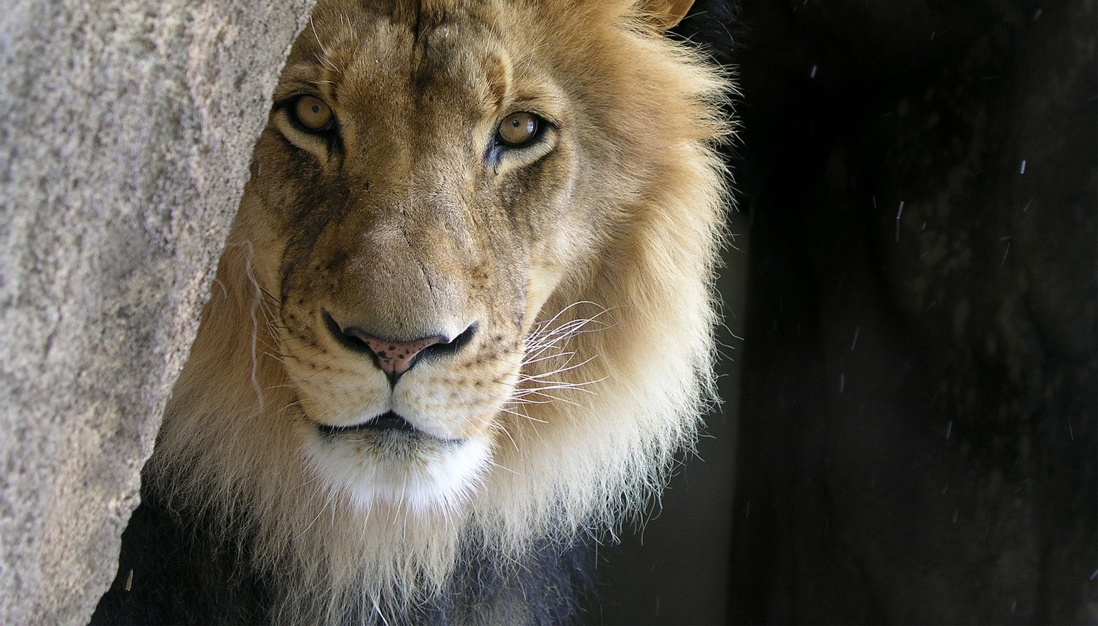 Photo by Ray Grau Ecosystem: closeup photo of lion