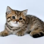 cat personality: brown tabby kitten on white surface