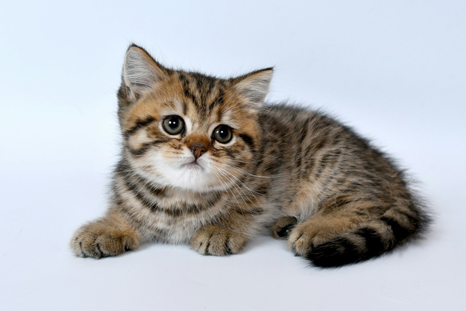 cat personality: brown tabby kitten on white surface