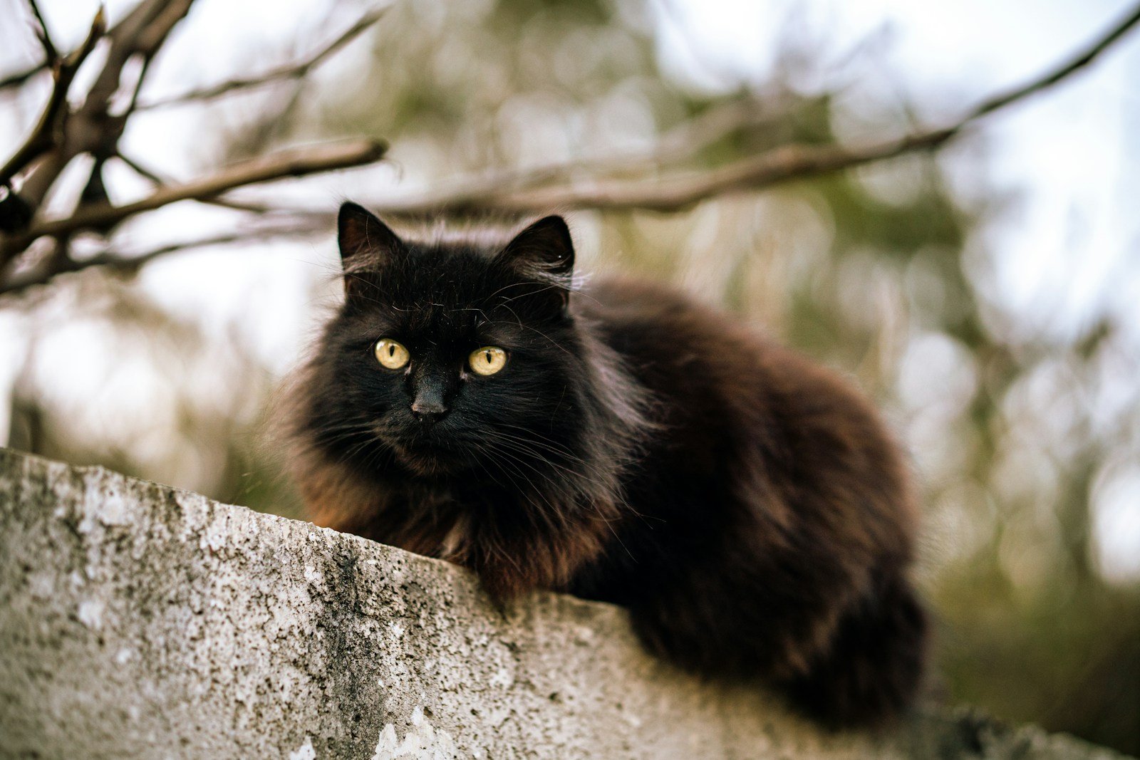 black and brown cat on gray concrete wall during daytime in medieval europe