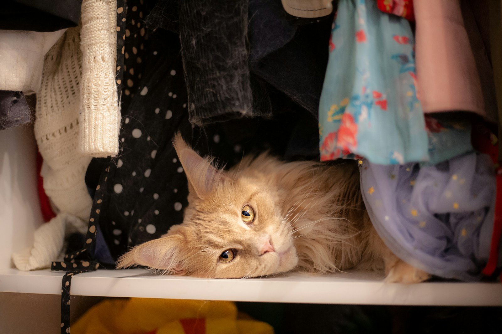 Photo by Kanashi Brown cat