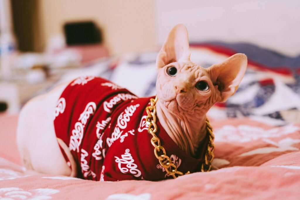 hairless cat: brown cat in red and white star print shirt lying on bed