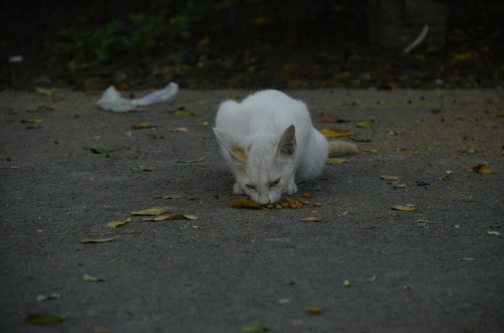 ancient culture: a white cat eating food on the ground
