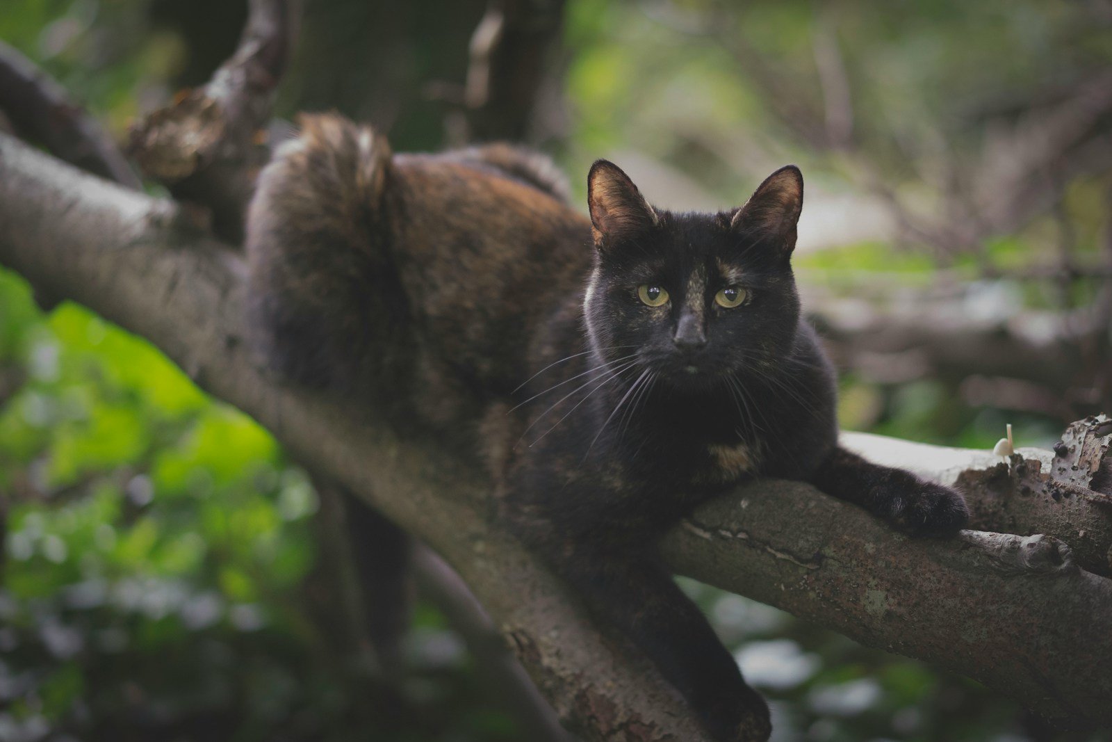 selective focus photography of black cat on tree branch in medieval europe