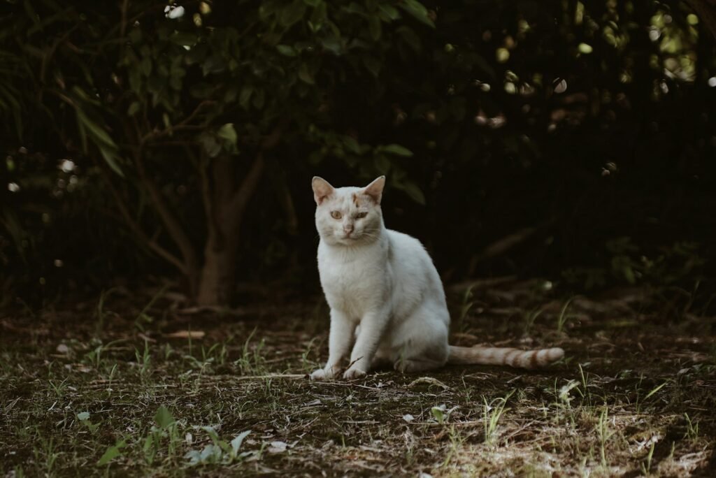 urban environment: white cat
