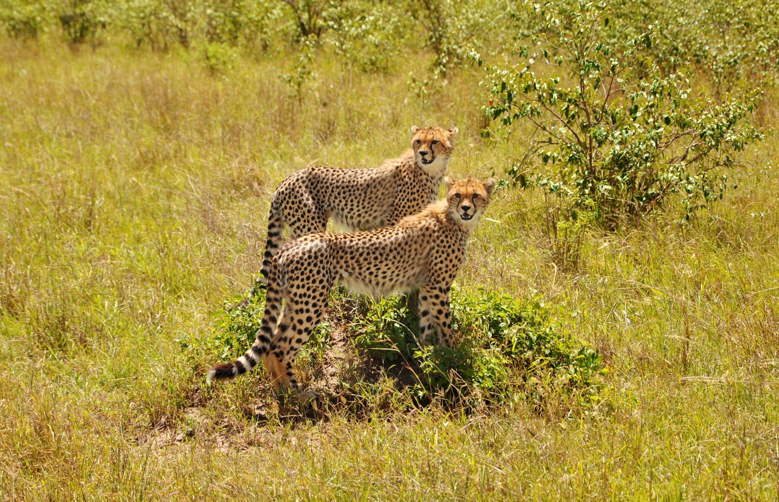 Photo by Pop & Zebra Big cat photography: wildlife photography of two cheetahs