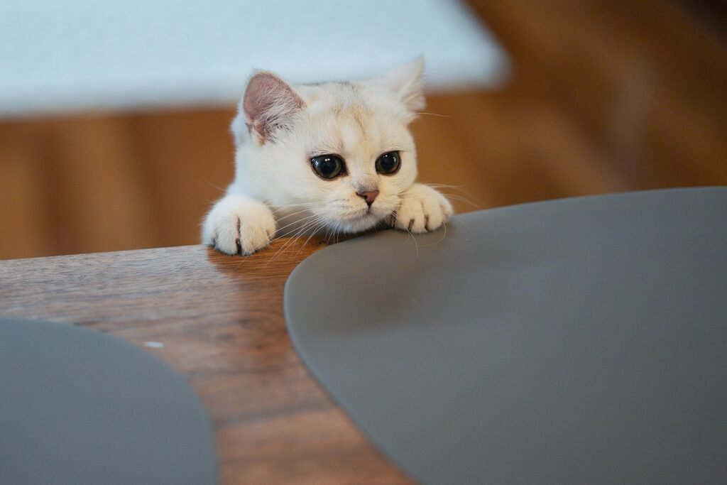 cats: white cat on brown wooden table