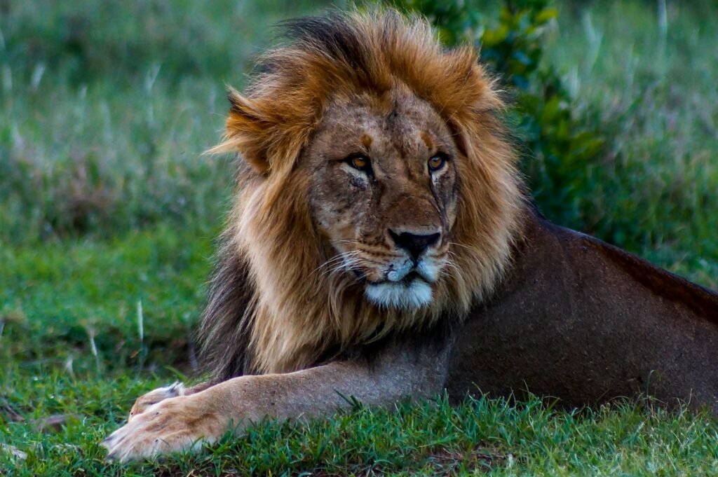 cat hybrids: brown lion lying on ground during daytime