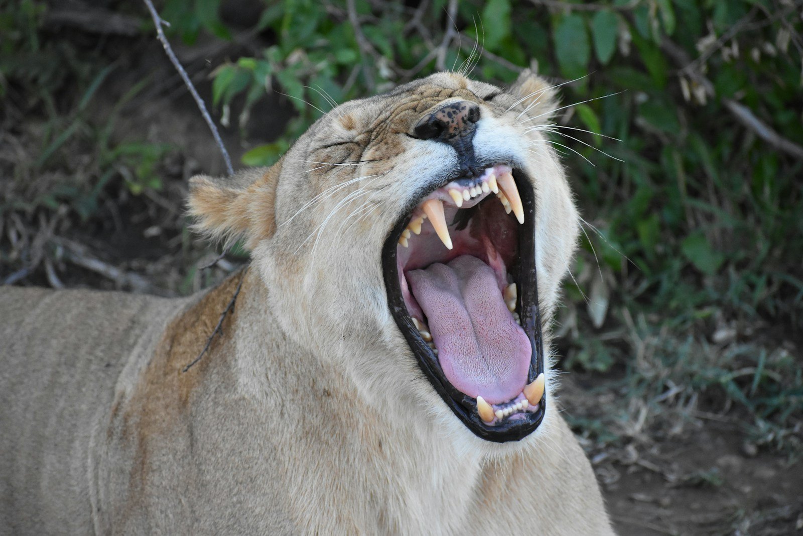 Photo by Justin Porter Lions Roar: opened mouth Tiger during daytime
