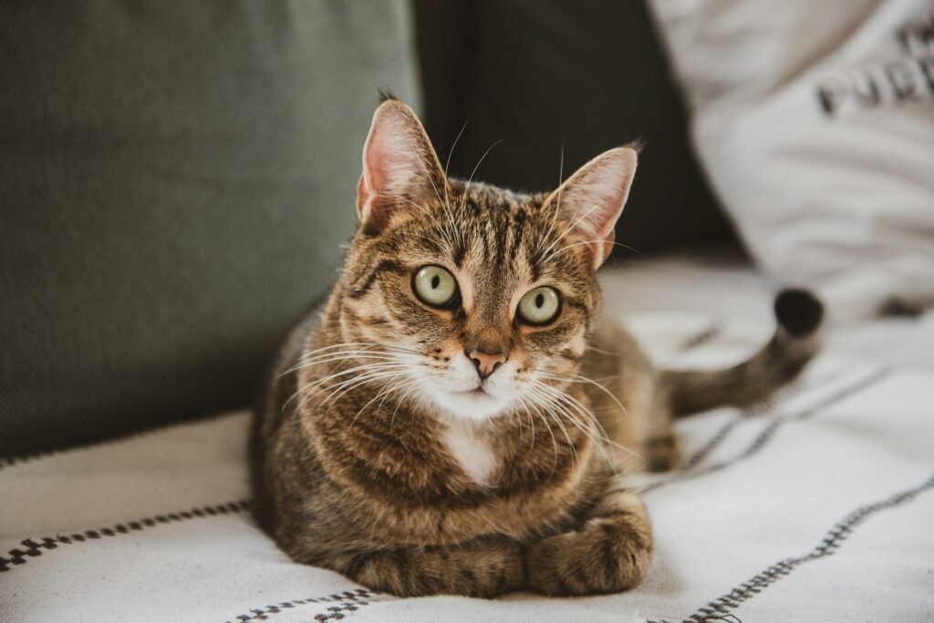 Human emotions: brown tabby cat lying on white textile